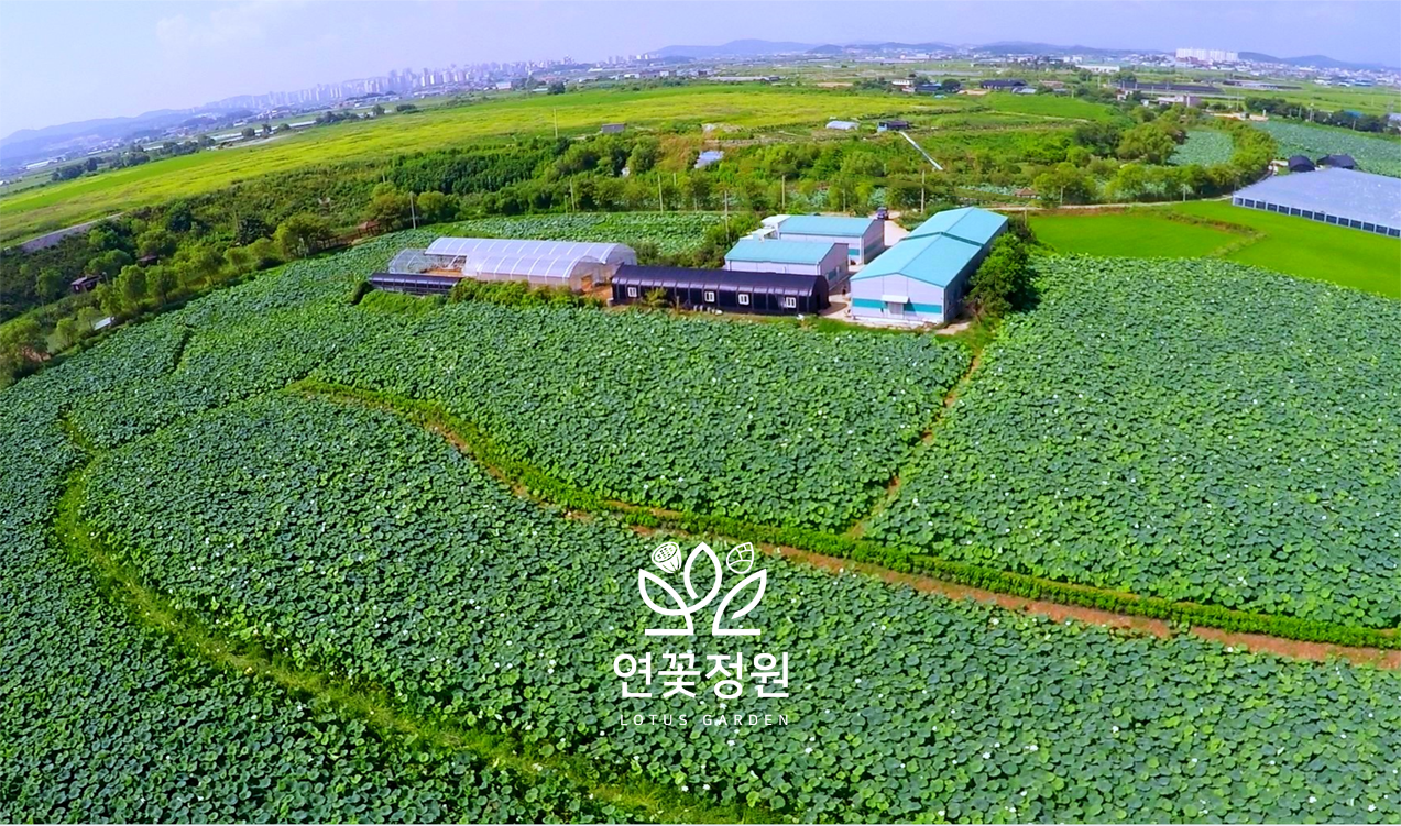 연꽃정원 전경 / Lotus Garden view